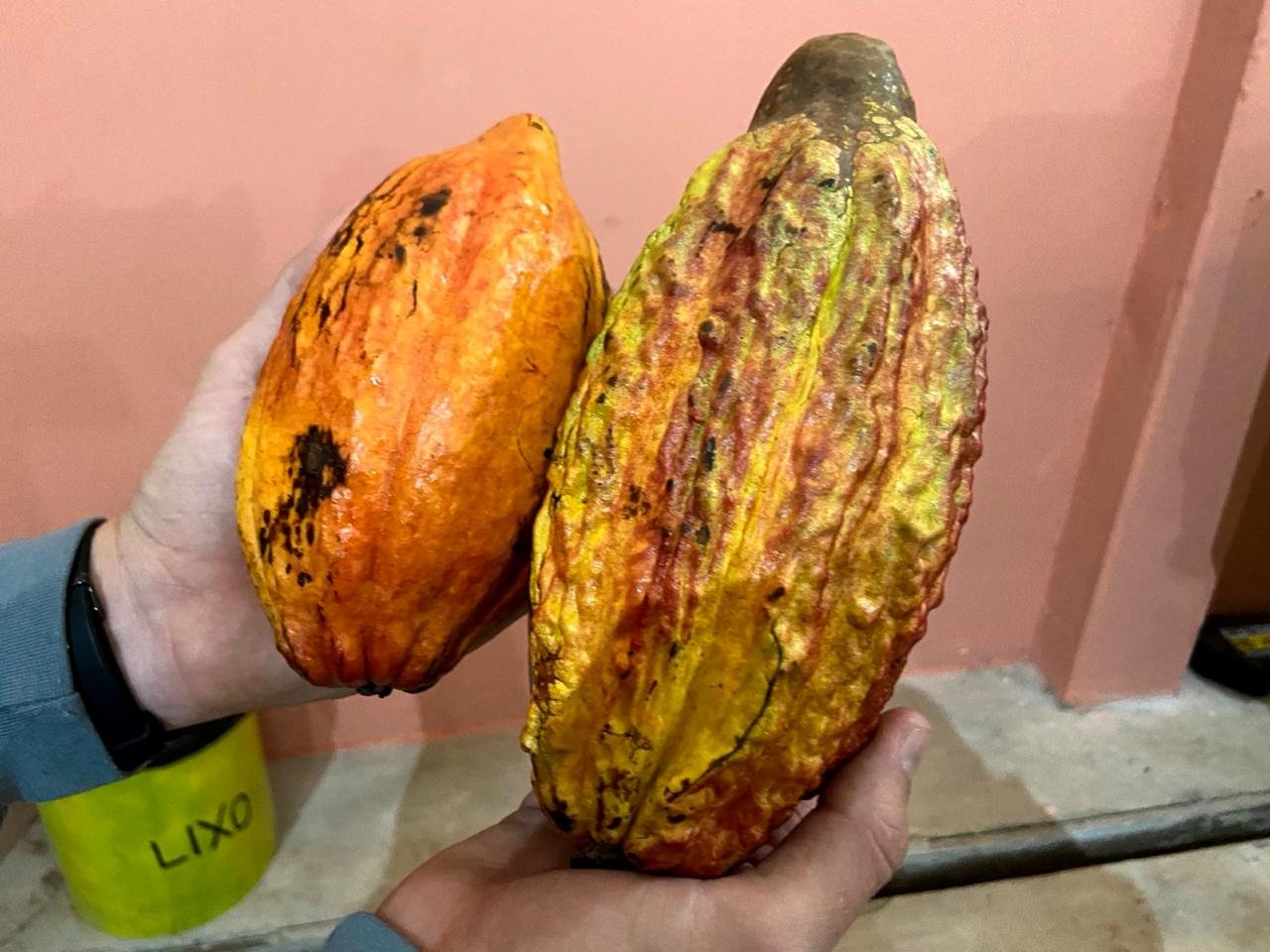 Produção agroindustrial representando ambientes do agronegócio